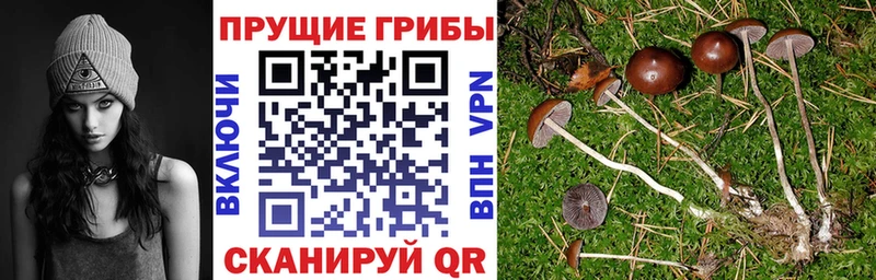 магазин продажи   Рязань  Псилоцибиновые грибы Psilocybe 